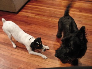 image courtessy by theplaidscottie.com